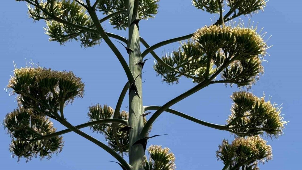 Beylikdüzü’nde şaşırtan UNESCO listesindeki endemik sabır çiçeği