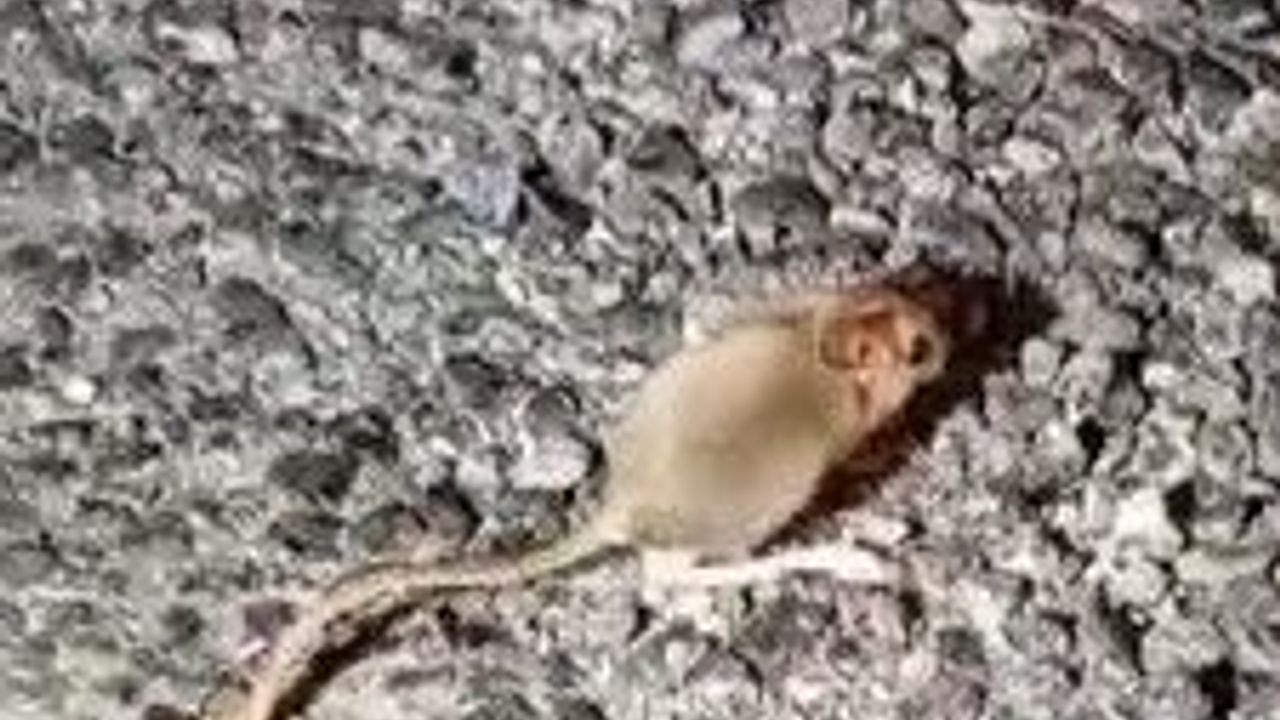 Kırmızı listede yer alıyor, Tunceli’de görüntülendi