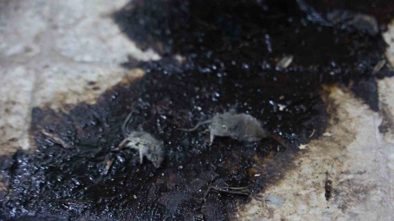 Kilis’te hijyen şartlarına aykırı üretim yapan işletmeye 105 bin TL ceza