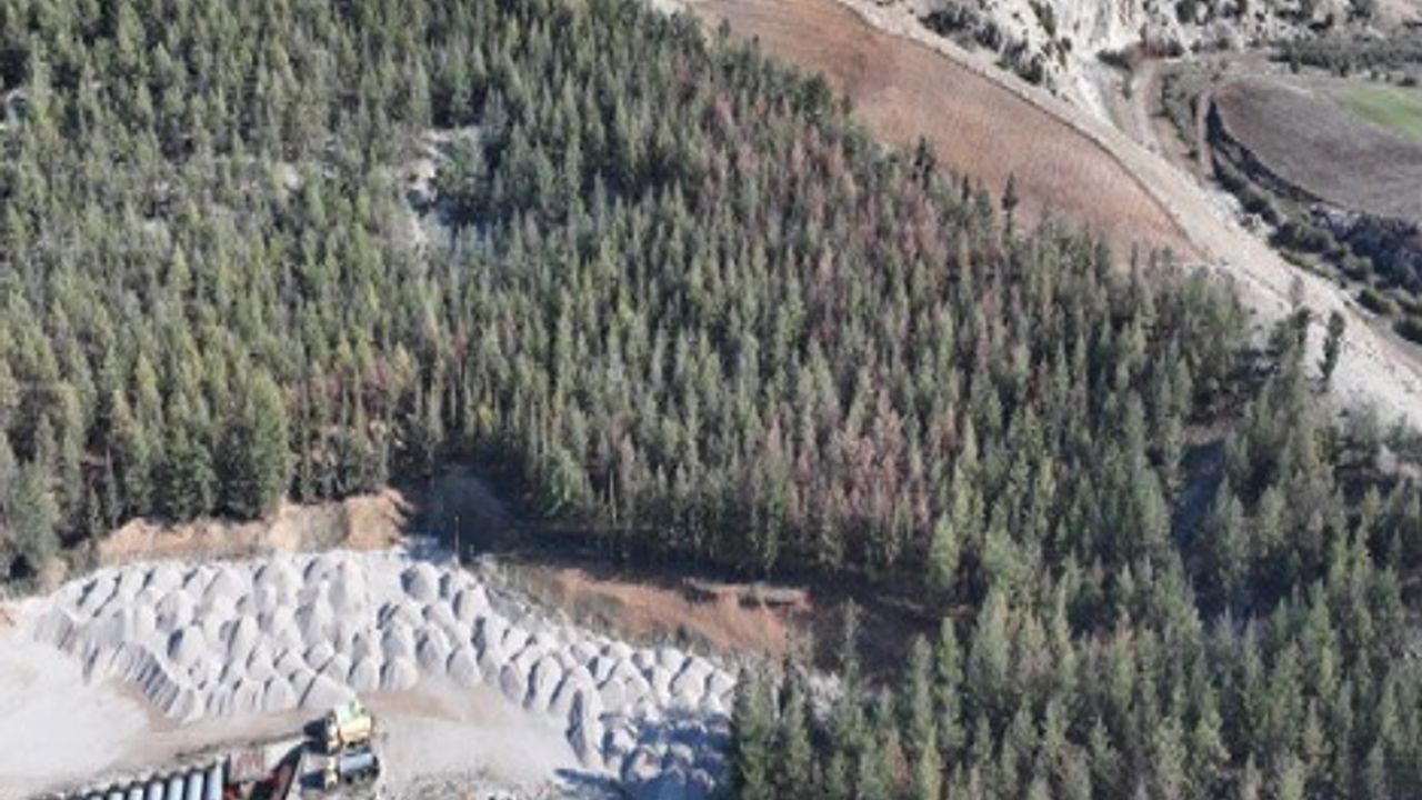 Kilis'te Akdeniz çam kabuk böceğine karşı biyoteknik mücadele