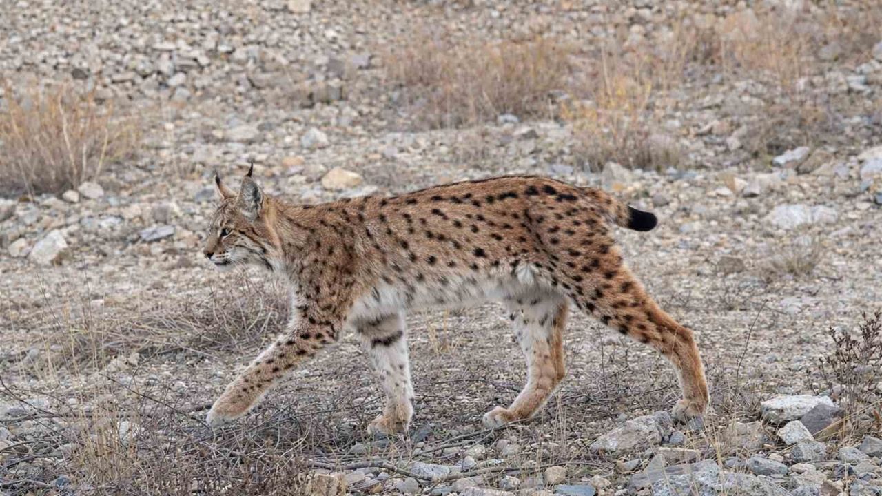 IUCN kırmızı listesinde yer alıyor: 'Ormanın hayaleti' en net haliyle görüntülendi