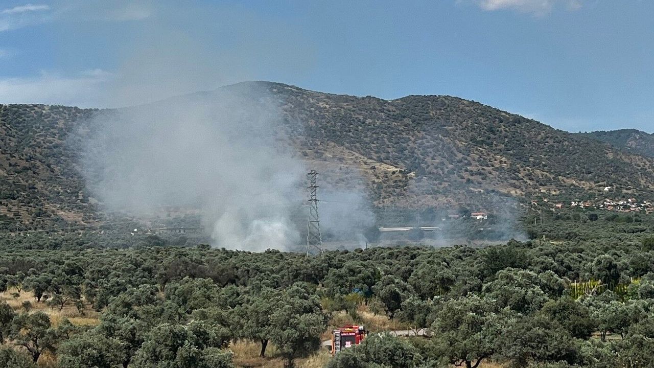 Bayındır'da zeytinlik alanda yangın