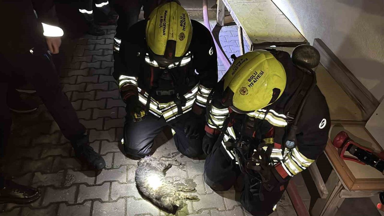 Bolu'da apartman dairesinde korkutan yangın: Evin kedisi telef oldu