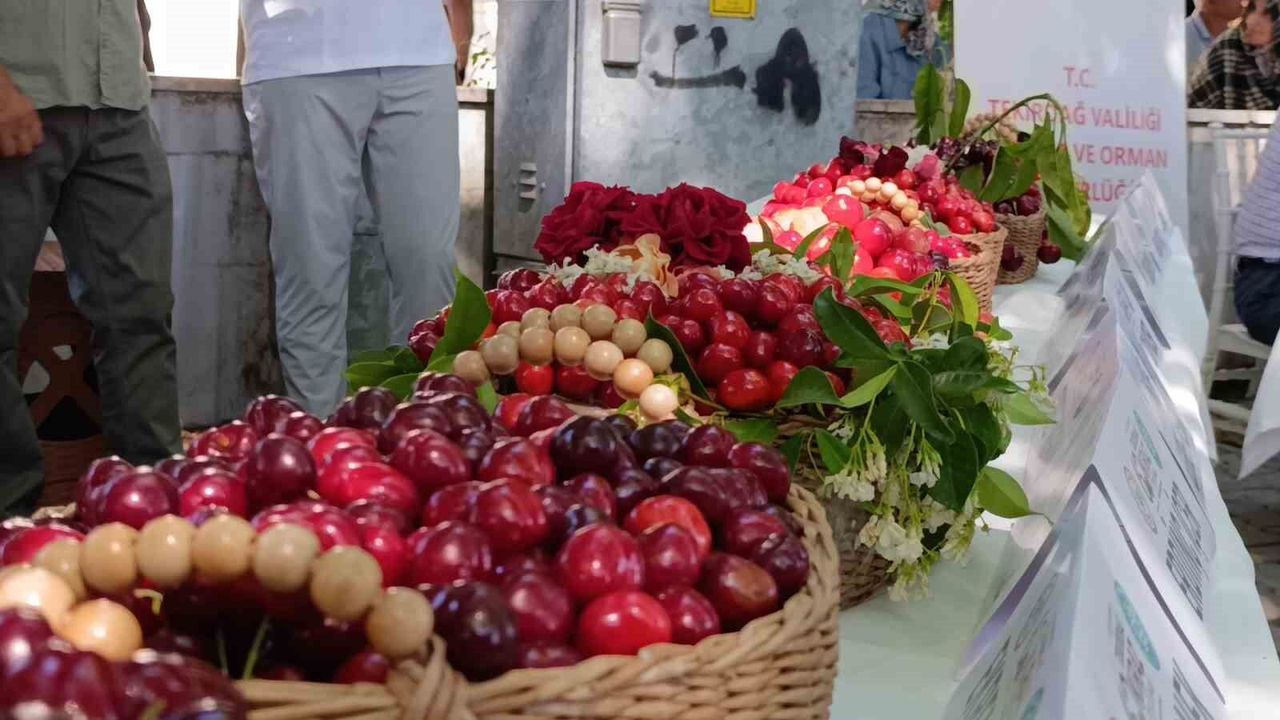 60. Uluslararası Tekirdağ Kiraz Festivali başladı: En güzel 