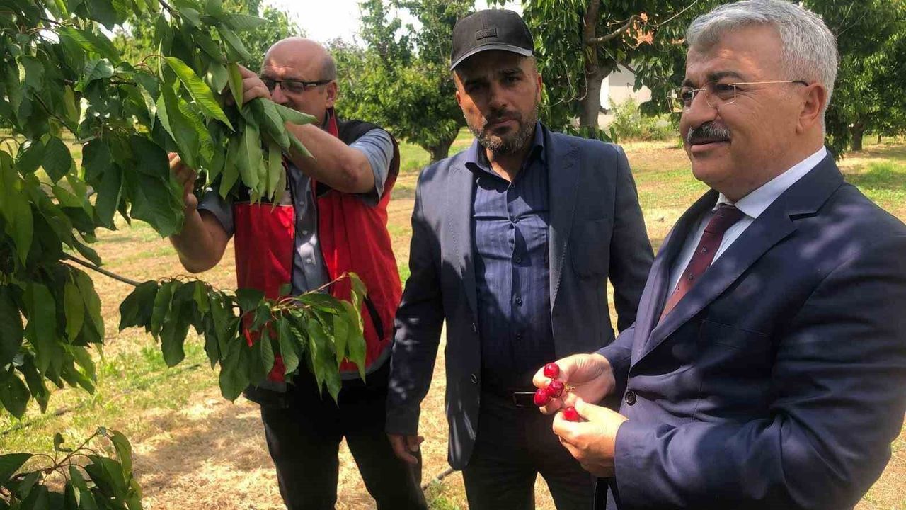 Akşehir Kirazı'nın geleceği sahada değerlendirildi