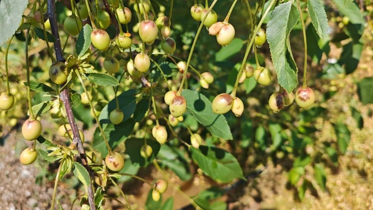 Alaşehir'de dolu yağışı etkili oldu