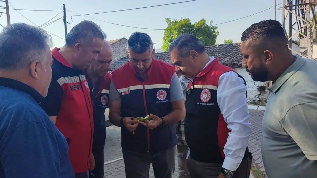 Aydın'da ilekleme sezonu yakından takip ediliyor