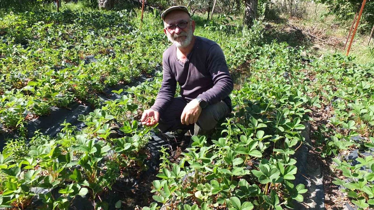 Balıkesir'de emekli muhasebeci başarılı üretici oldu