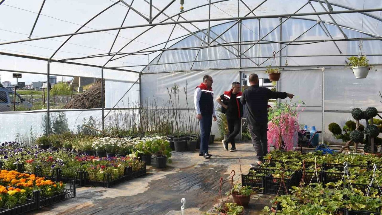 Bayburt'ta süs bitkisi ve tıbbi aromatik bitki üretimi yerin