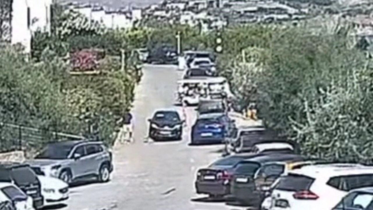 Bodrum'daki köpek davasında sanık beraat etti