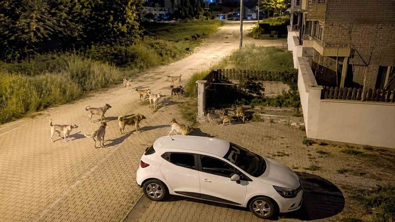 Bolu'da köpek sürüsü tedirginliği