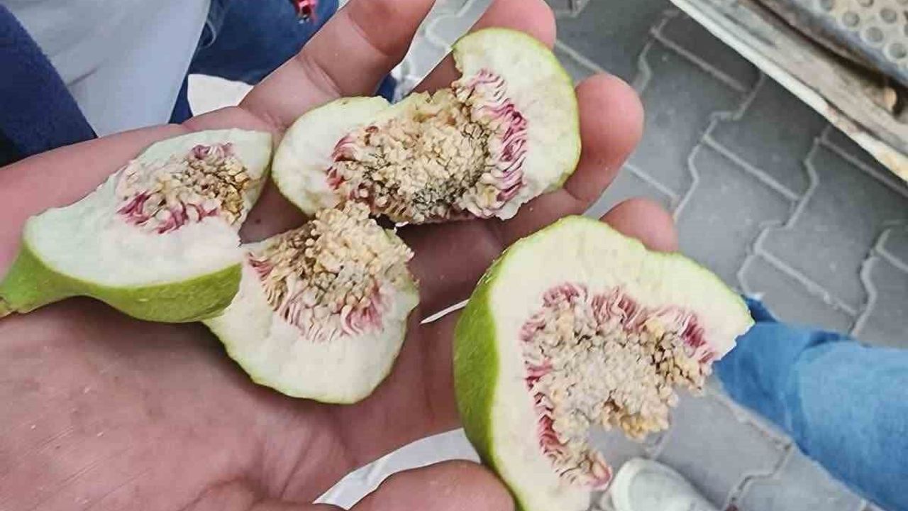 Buharkent'te üreticiler 'belgesiz ilek' kullanımına karşı uy