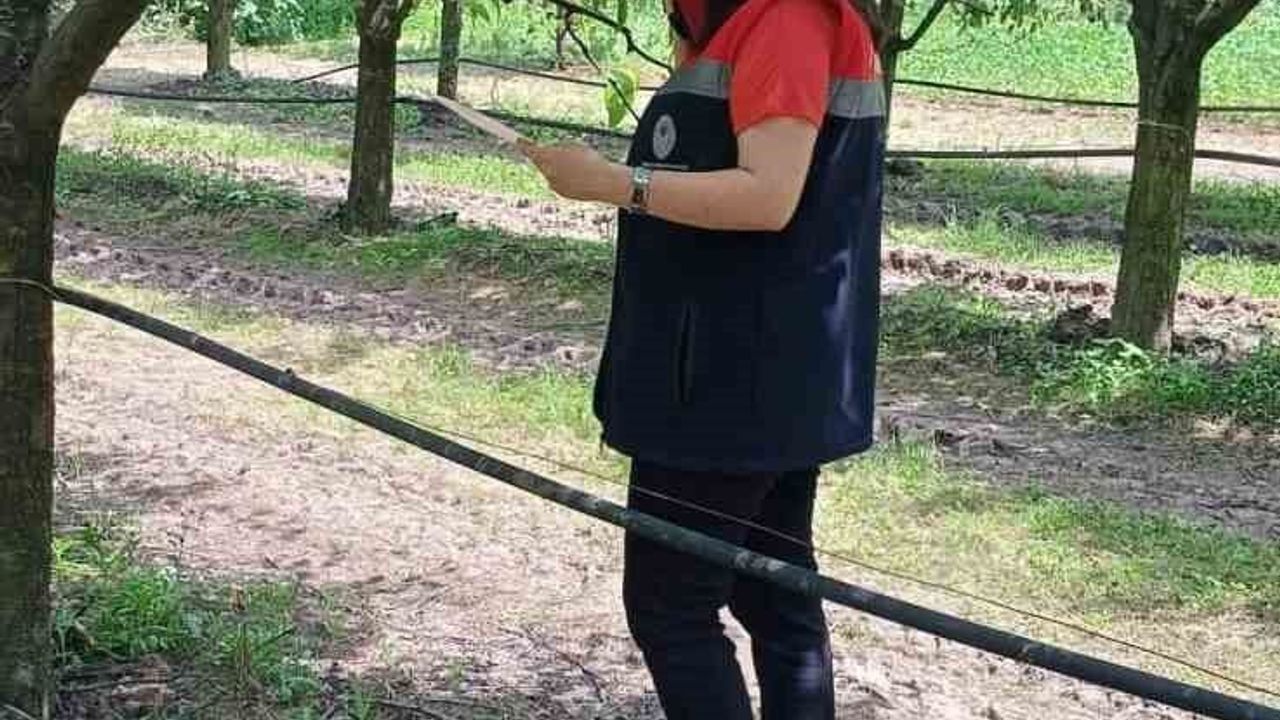 Çarşamba'da fındık üreticilerine 'kokarca' ve 'külleme' uyar