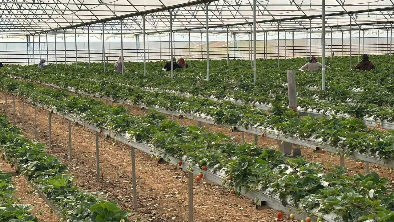 DOĞAKA'nın desteklediği projede çilekler hasat edilmeye başlandı