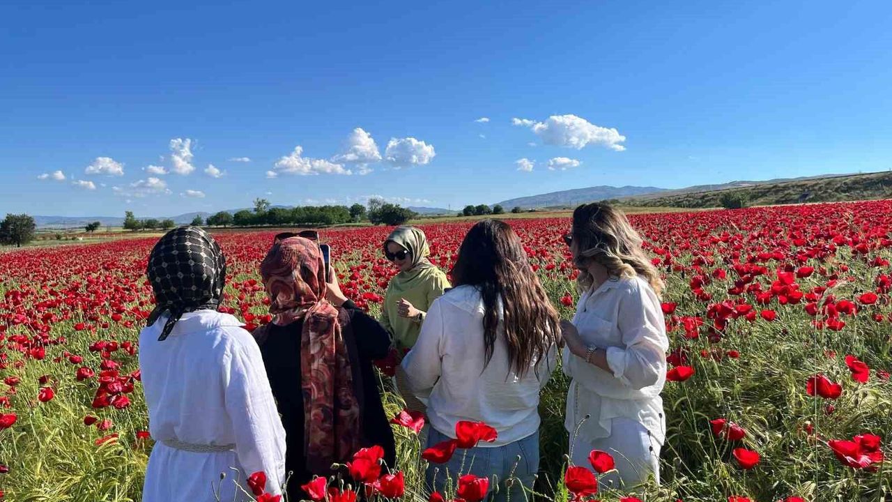 Elazığ'da oluşan doğal gelincik tarlasına vatandaşlar akın e