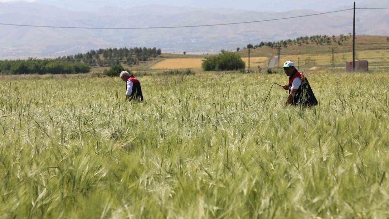 Elazığ'da süne sürveyi ve CBS çalışmaları sahada d