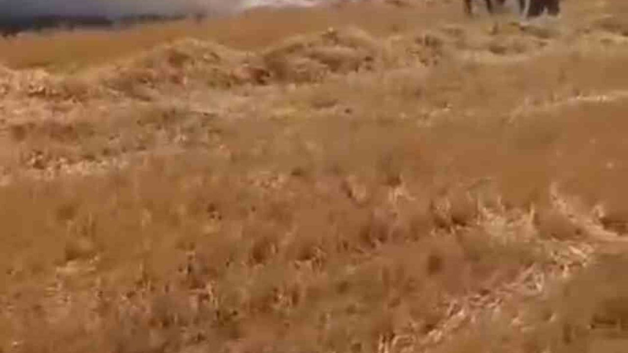Harran'da yüzlerce dönümlük ekili arazi yandı