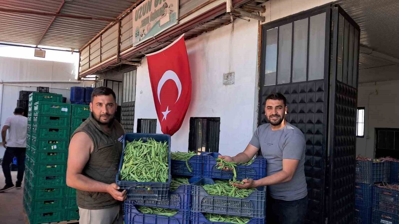İznik'te Nazende fasulyesinde ilk hasat başladı, ü