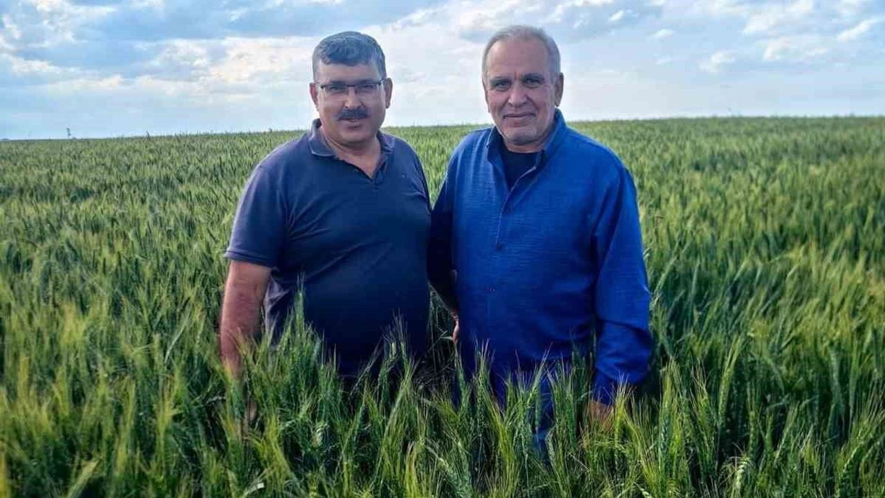 Karapınar'da arpa ve buğday tarlalarında yatma problemi
