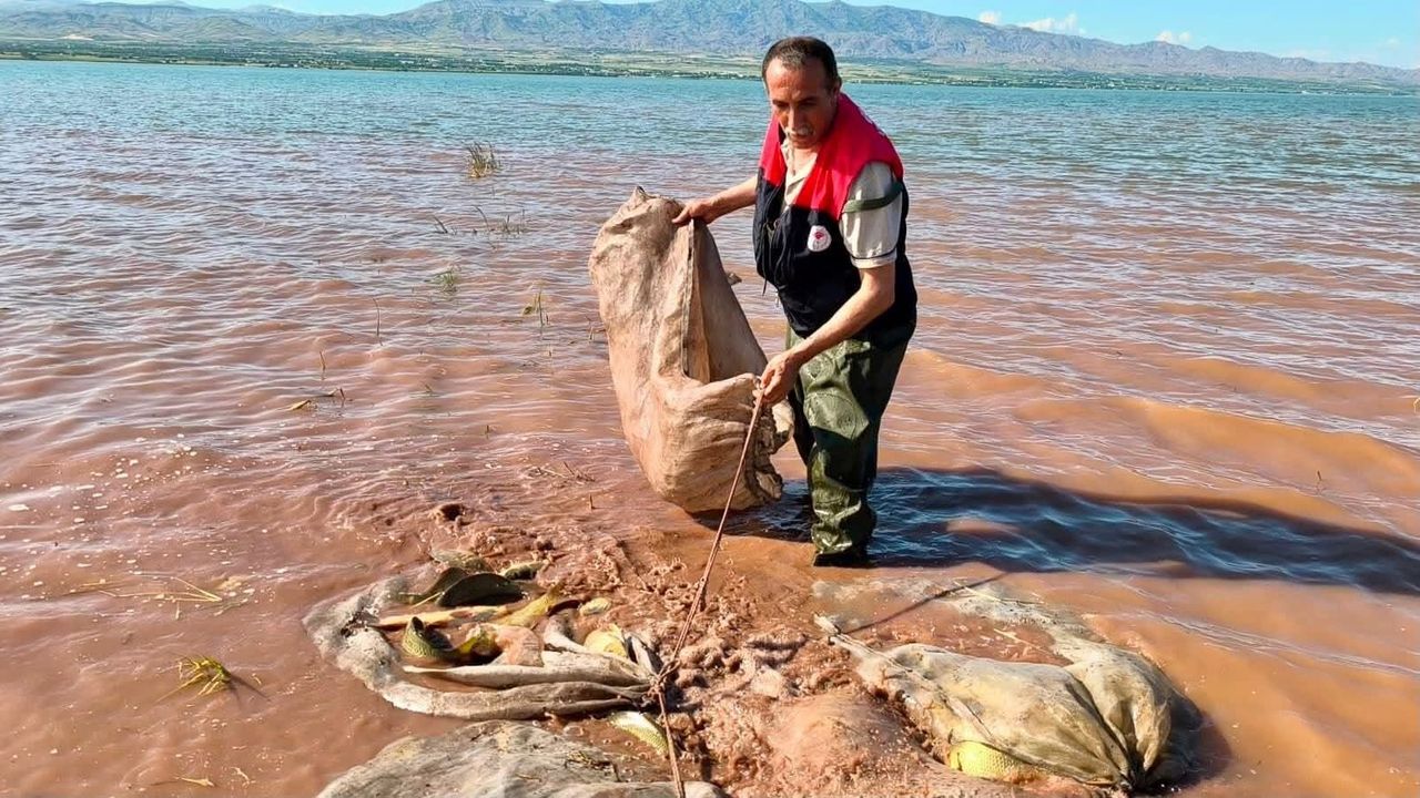 Keban baraj gölü'nde 700 kilogram canlı sazan kurt