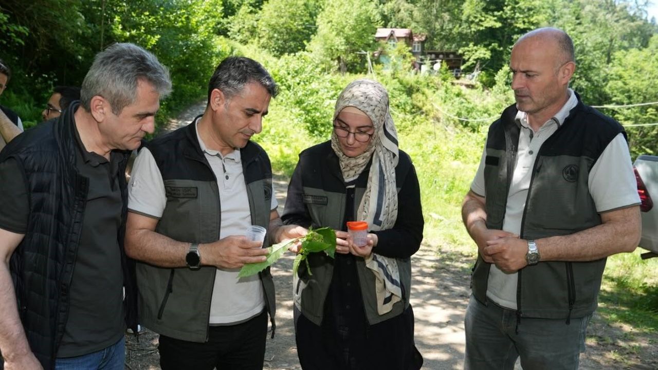 Kestane ormanlarını korumak için 5 bin samuray arısı doğaya 