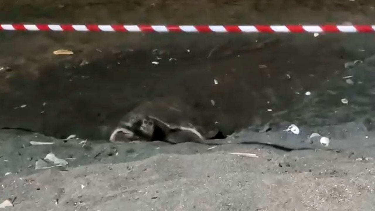 Koruma alanı dışına yuva yapan caretta caretta için şeritli 