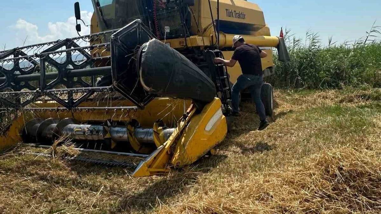Köşk'te hububat hasadında dane kaybına karşı sıkı 
