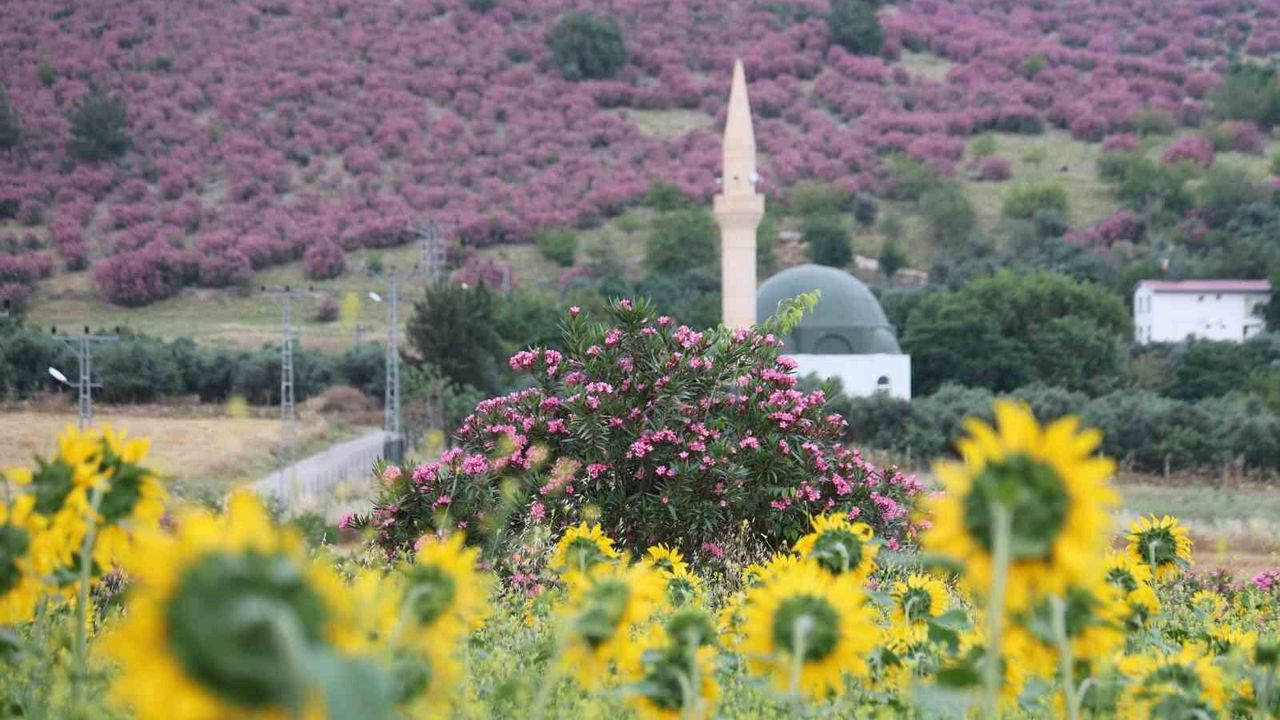 Kozan'da dağlar pembeye, ova günebakanlarla sarıya büründü