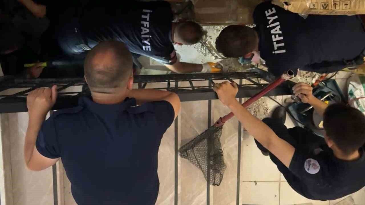 Merdiven boşluğuna sıkışan kedi merdiven ve fayans kırılarak