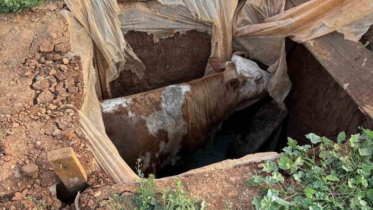 Muş'ta foseptik çukuruna düşen ineği itfaiye ekipleri kurtar