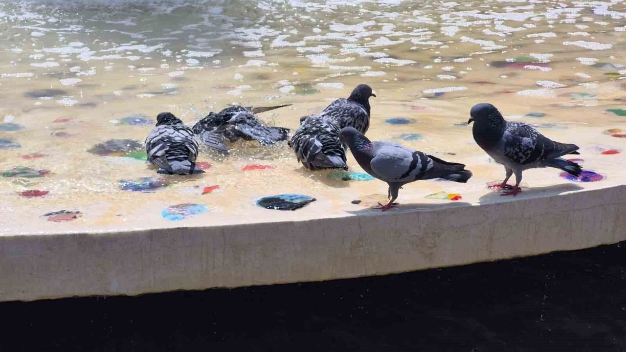 Sıcaktan bunalan güvercinler süs havuzunda serinledi