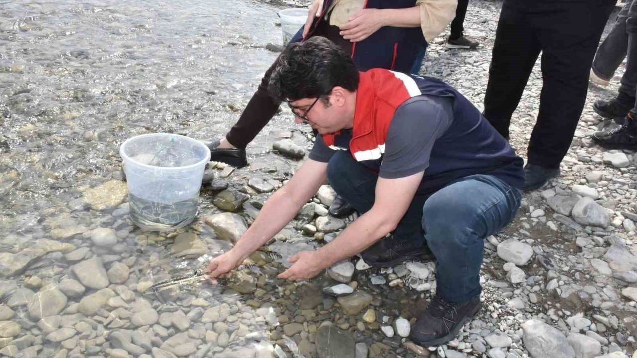 Sinop'ta 2 bin 500 mersin balığı denize salındı
