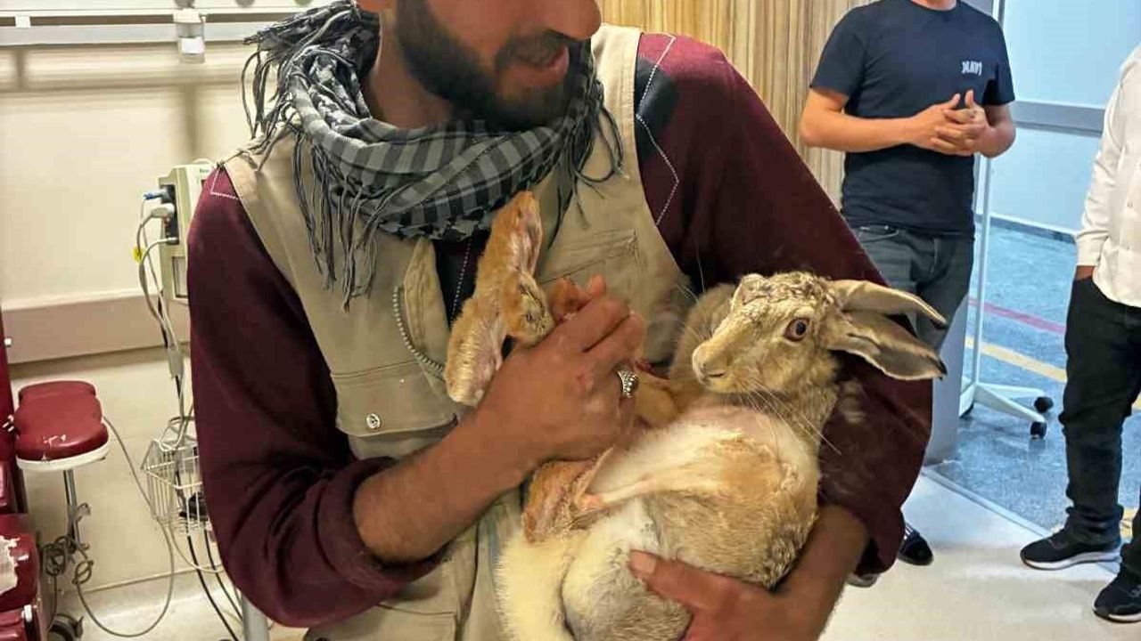 Yaralı hamile tavşan, devlet hastanesi bahçesinde tedavi edi