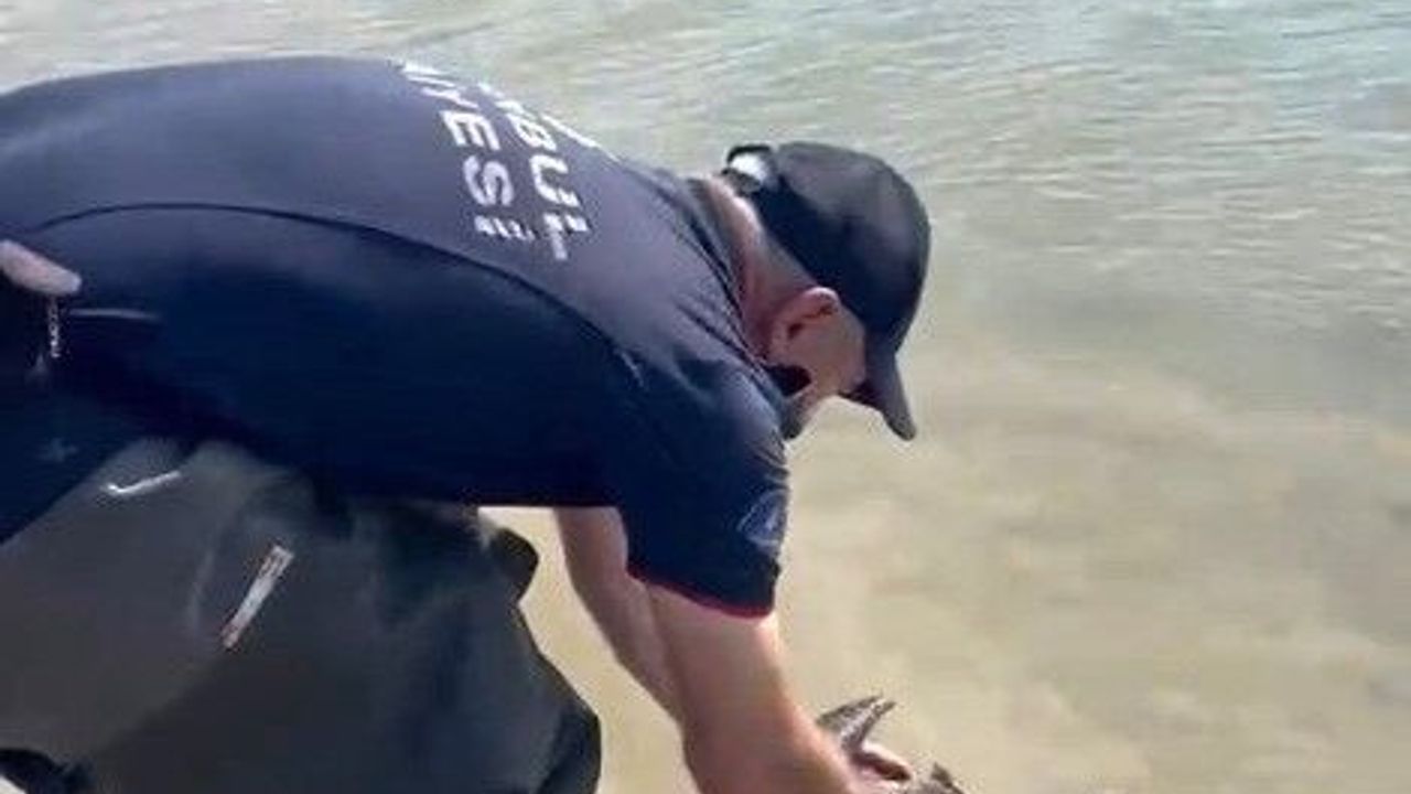 Sazlıbosna Barajı'nda misina ve ağlara takılan karabatağı itfaiye kurtardı
