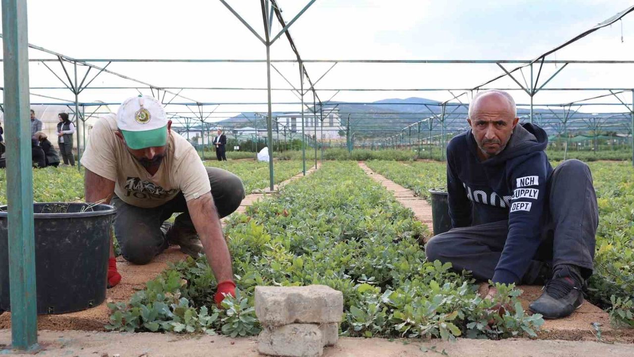 Bingöl'de 72 dönümlük fidanlıkta 18 farklı türde üretim yapılıyor