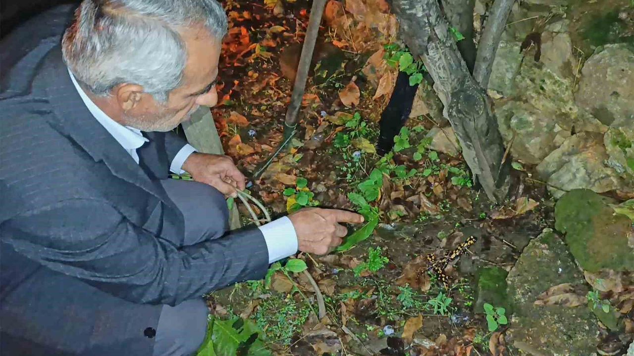 Bitlis'teki bir bahçede üç benekli semender görüntülendi