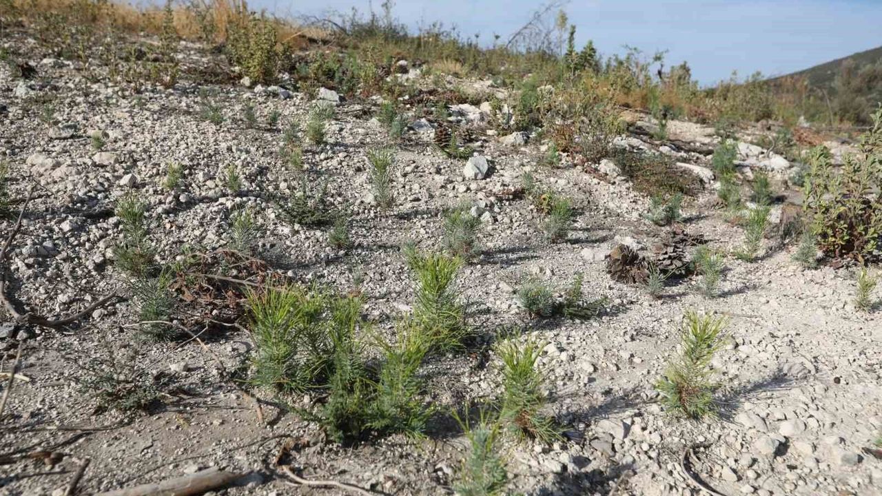 2 bin 736 hektar zarar görmüştü: Yanan orman yeniden yeşerecek