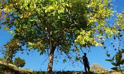 Erzincan’ın Sancak kenti Kemah: 32 bin ceviz ağacı yetiştiriciliği ile ekonomiye katkı sağlıyor