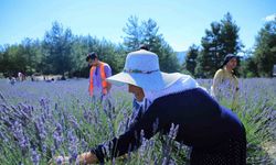Lavanta bahçesi yeni sezona hazırlanıyor