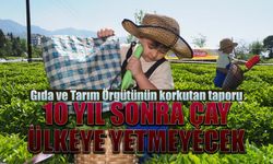 BM'den ürküten rapor, 10 yıl sonra çay yetmeyebilir