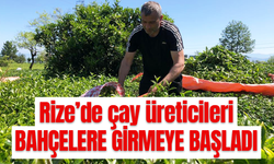 Rize’de yaş çay üreticileri bahçelere girmeye başladı