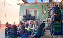 Sarıgöl’de taze yaprak alımları hız kazandı