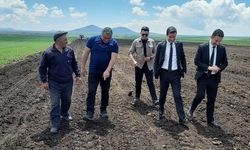 Selim’de yağlık ayçiçeği ekilmeye başladı