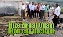 Rize Ziraat Odası Klon çay üretiyor