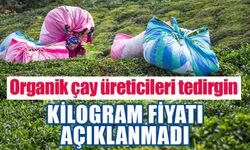 Organik çay kilogram fiyatı açıklanmadı üreticiler tedirgin.