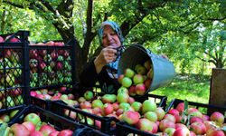 Amasya’nın 2 bin yıllık sembolü misket elmasının hasadı başladı