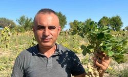 Depremde enkazdan kurtardığı çocuğun ailesinin hediye ettiği fıstıklarla Nevşehir’de yüksek rekolte elde etti
