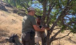 Elazığ’da yaban hayatını görüntüleyen fotokapanların bakımı yapıldı