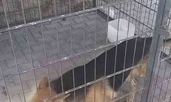 Gence saldıran köpek yakalandı, bakıcısına işlem yapıldı