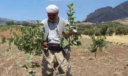 Huzur ortamının sağlandığı Şırnak’ta boşaltılan köyler fıstık bahçeleriyle yeniden hayat buluyor